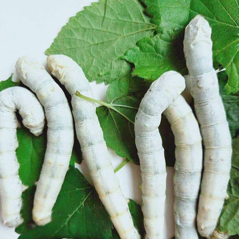 金丝大蚕宝宝幼蚕1龄2龄3龄4龄5龄活体活物彩色蚕卵新鲜桑叶 白蚕宝宝