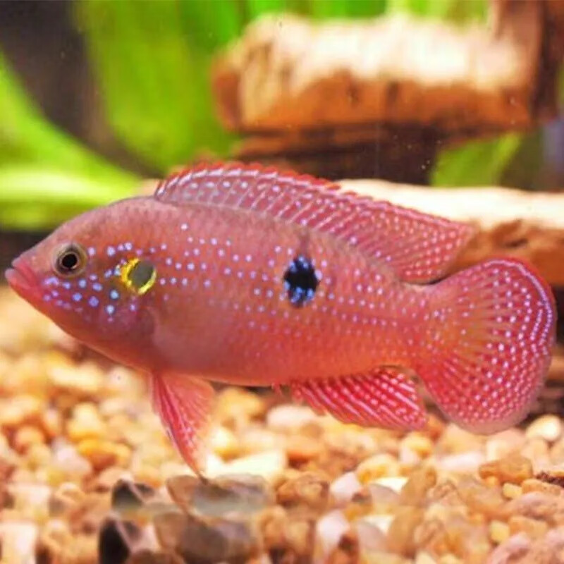 旺园兴红宝石鱼一对血钻活体红三湖食土慈鲷热带淡水好养耐活繁殖观赏