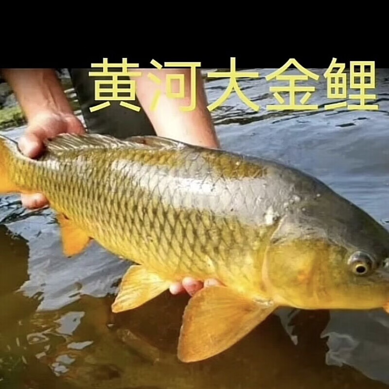 黄河金翅鲤四大家鱼淡冷水鱼苗野生鲜活 黄肉鲤鱼3-5厘米20条送10%