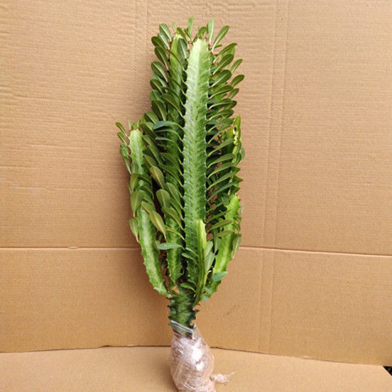 clcey龙骨花树盆栽麒麟守家旺财植物室内客厅四季常青 青龙骨3-5叉(25