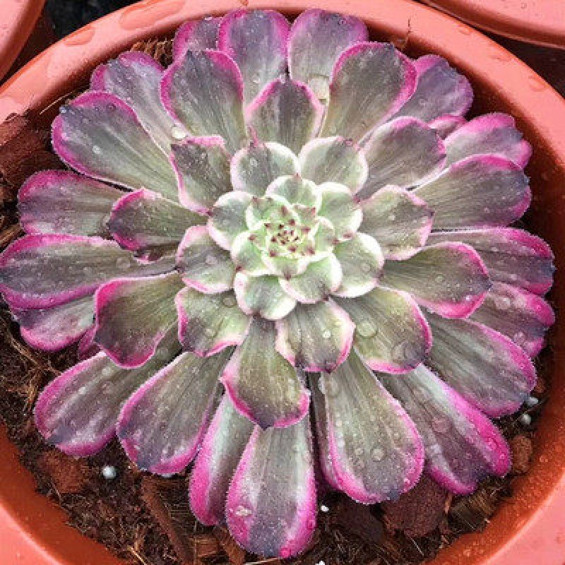 clcey维娜法师女巫头洛神法师美杜莎多肉法师水墨画美娅法师红颜法师