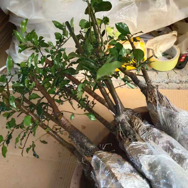 秋颖保证金弹子树苗四川金蛋子小苗盆景苗观果苗金弹子树桩金弹子 粗1