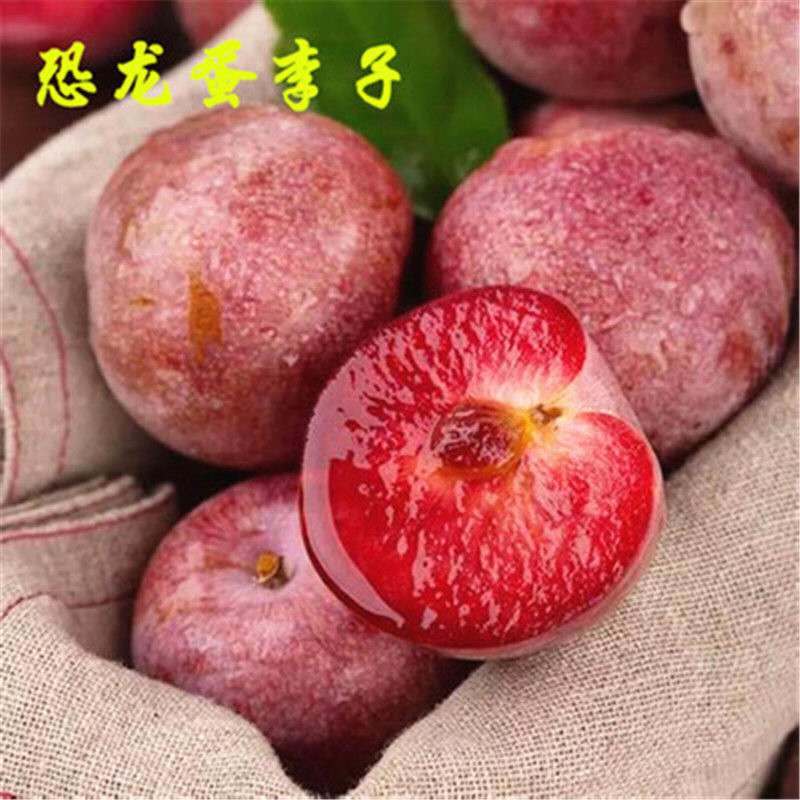 李子苗 盆栽地栽当年结果嫁接大果 庭院阳台 南北方种植 果树苗 李子