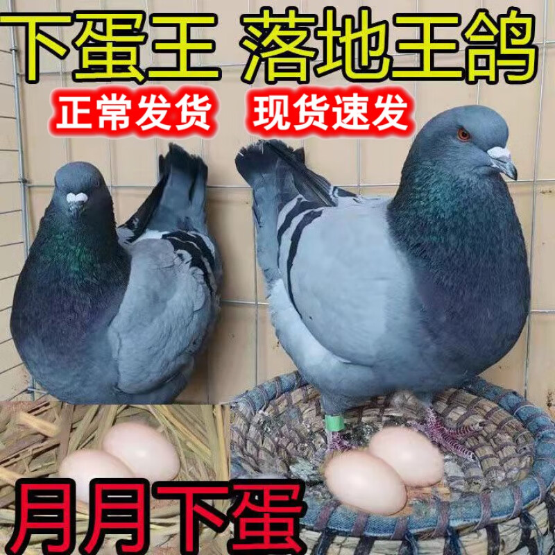 纯种落地王鸽子活一对特大型公母活体种鸽子肉鸽活物瓦灰青年鸽 瓦灰