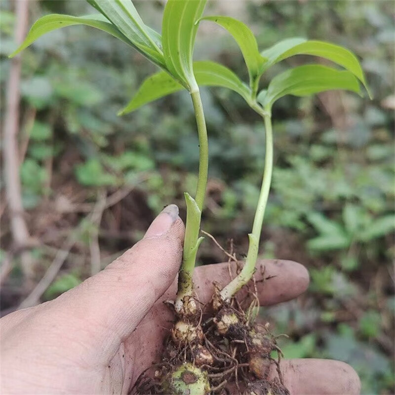 花姬  黄精种苗 姜形黄精种子 滇黄精种苗 多花黄精种籽 老虎姜 种苗