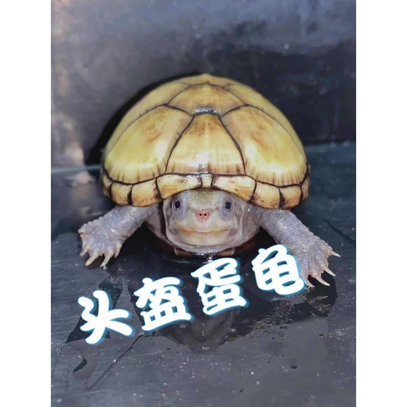 kjhgf头盔蛋龟苗头盔龟深水龟活体龟鱼缸龟