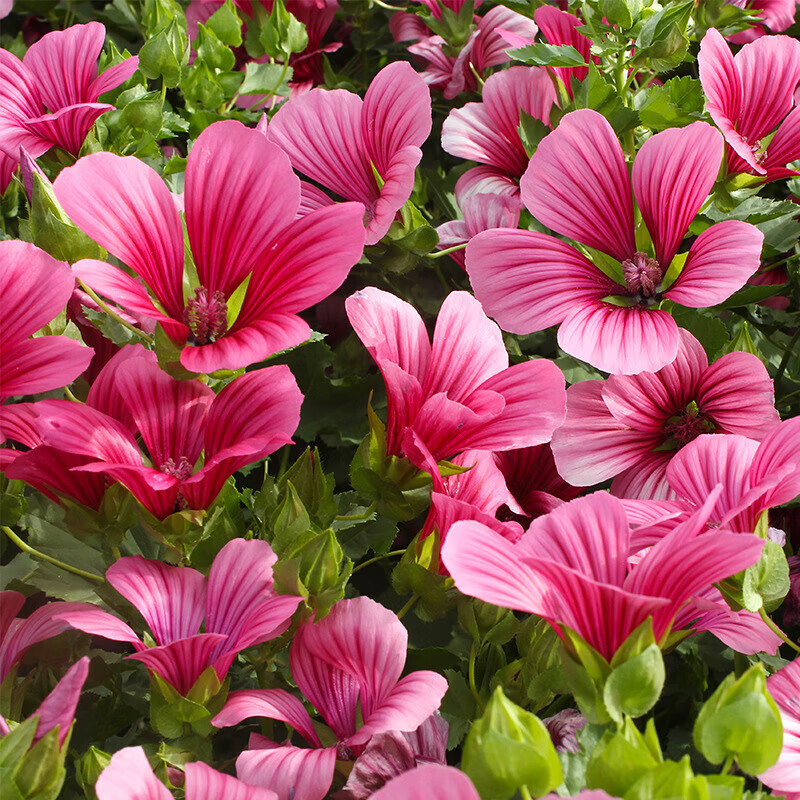 傲霜枝香草籽马落葵种子马洛葵锦葵阳台庭院都可播种四季播种花种籽子