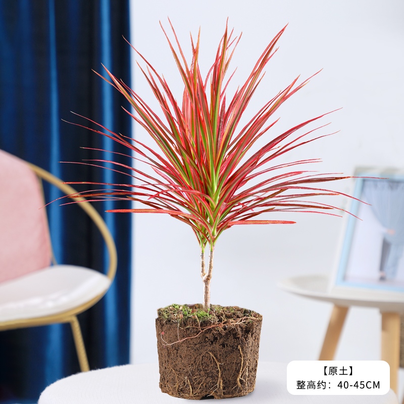 七彩铁千年木盆栽植物室内客厅大型老桩绿植盆景 千年木40-50cm 原土