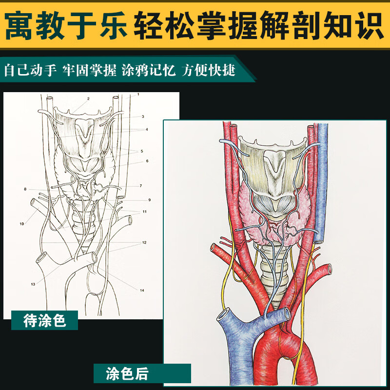完全人体解剖涂色书 素描基础彩铅绘画手绘入门完全人体解剖图谱秘密