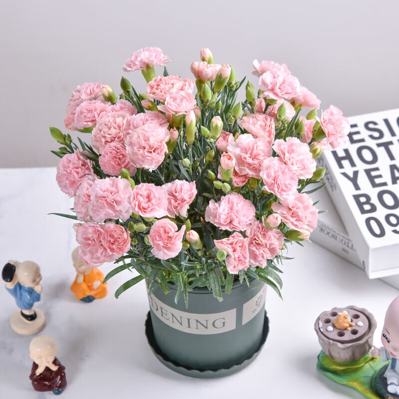 盆栽带花苞大花苗好养四季开花室内阳台庭院鲜花绿植石竹花 粉色 【带