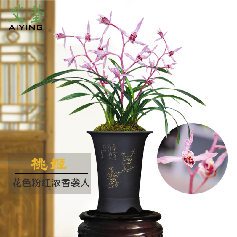 艾莹兰花桃姬墨兰报岁兰冬带花苞出售好养兰花苗室内花卉盆栽 3苗连体