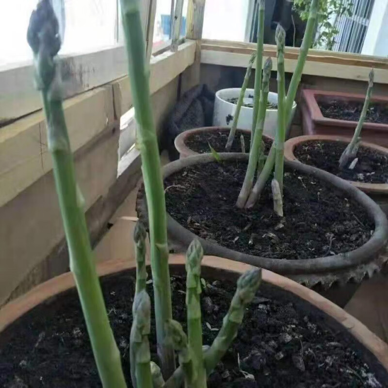 素蜜芦笋苗根苗芦笋种苗四季种植芦笋秧苗蔬菜苗阳阳台盆栽绿植卢笋根
