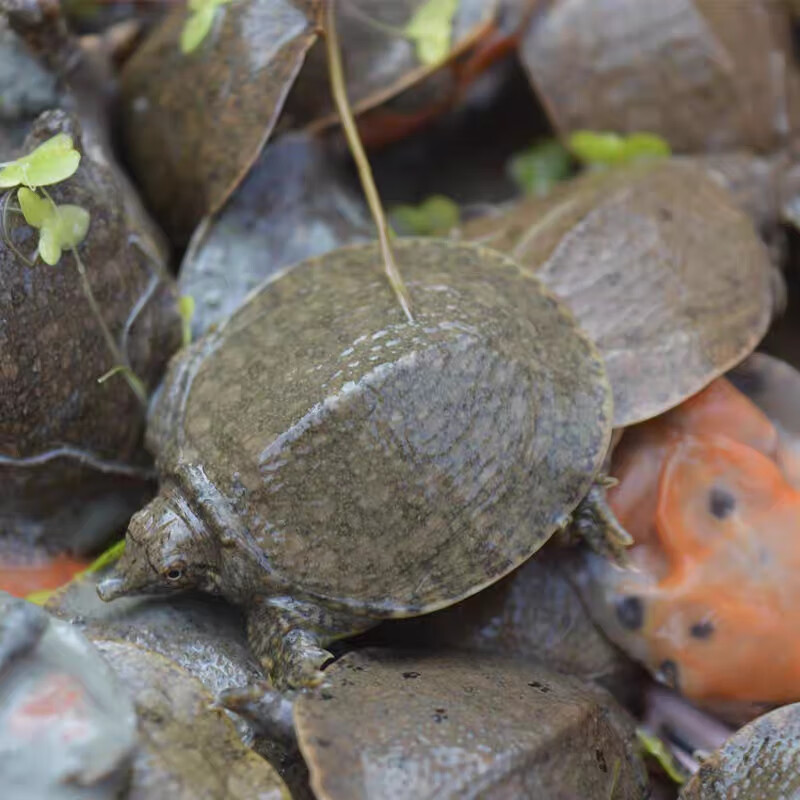 外塘甲鱼黄色中华甲鱼苗小甲鱼100只水鱼苗王八苗中华鳖生态养殖 10只