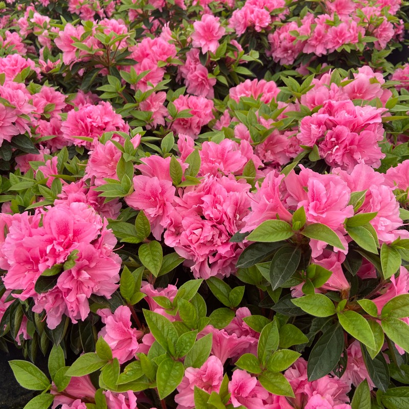 华苗木云 品牌报价图片优惠券 华苗木云品牌优惠商品大全人气降序 虎窝购