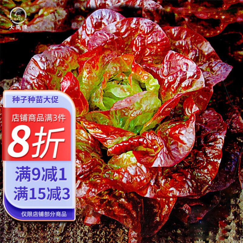 大禹咖啡香麦菜种子甜脆油麦菜紫叶生菜籽 奶油咖啡菜生菜种子3gx3袋