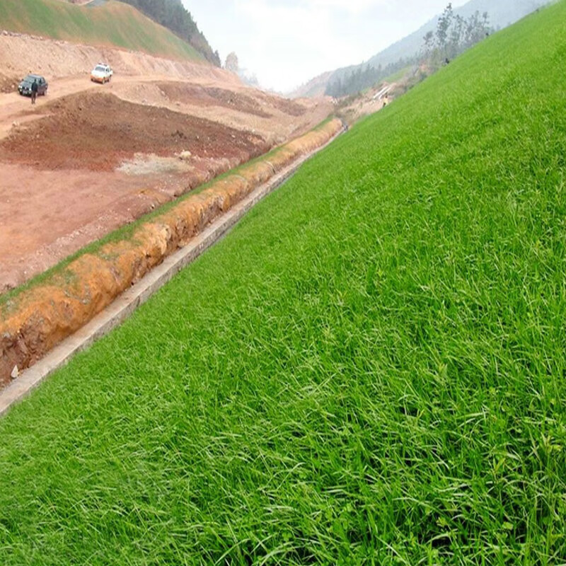季青耐寒踏矮生草坪种孑山边坡公路灌木植 护坡王/斤【山体边坡耐旱】