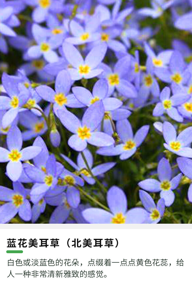 刘不丁蓝花美耳草盆栽苗阳台花园庭院长花期耐寒观赏草本花北美耳草