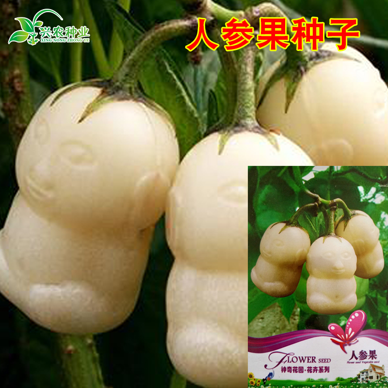 春枝韵人参果种子长寿果种子观赏食用水果种子蔬菜种子阳台盆栽四