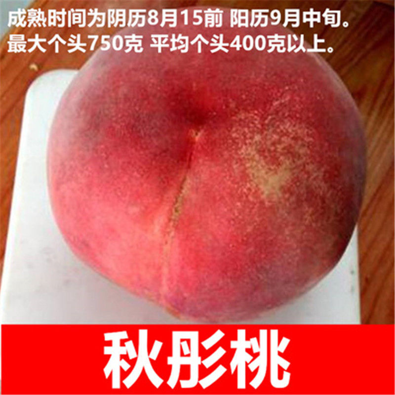 地艺 嫁接桃树苗特大新品种桃苗早熟晚熟地栽盆栽南方北方种植 秋彤桃