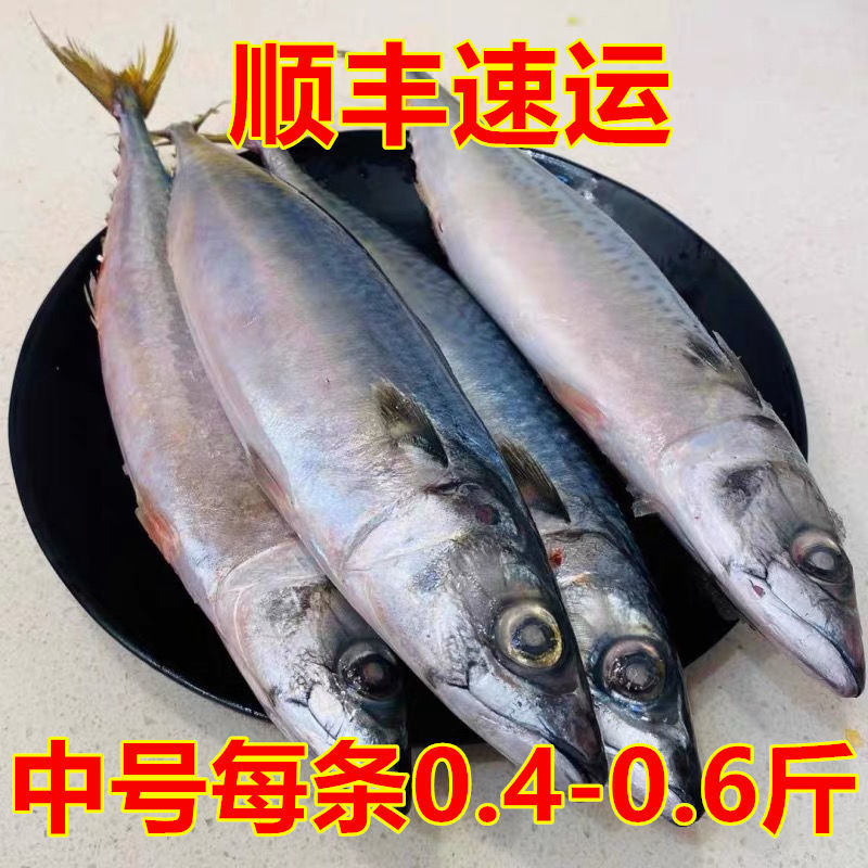 5斤/条5斤大鲅鱼新鲜冷冻马鲛鱼鲅鱼馅饺子鲐鲅鱼海鲜批发 净5斤中号