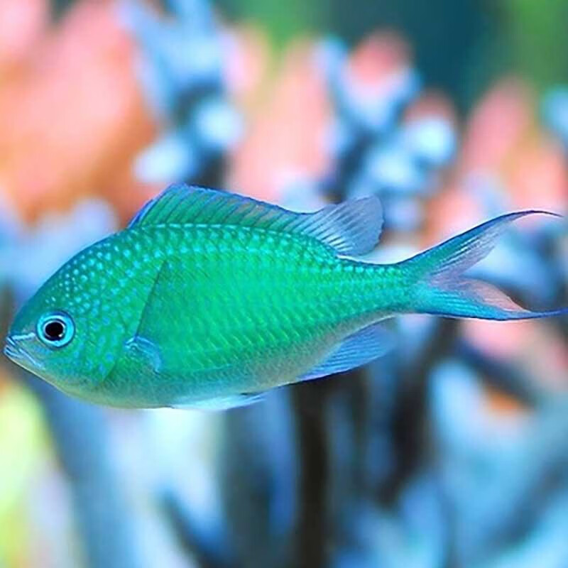 海水鱼活体雀鲷魔类活鱼青魔蓝魔粉魔斐济魔海缸新手闯缸鱼包活 青魔