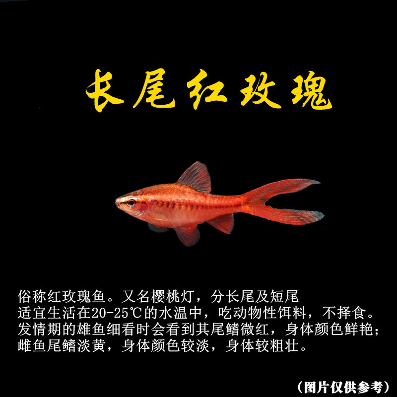 長尾櫻桃燈紅玫瑰魚草缸精靈小型魚熱帶魚觀賞魚淡水好養(yǎng)活體 限時：1.5cm長尾紅玫瑰2+2備損(