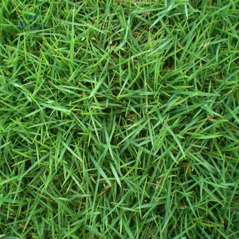 百支草 护坡草坪种子假俭草种子台北草种子耐践踏 护坡护埂护堤坝草坪