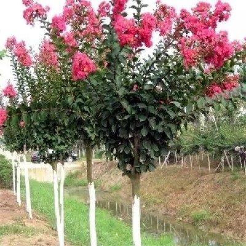 醉春木紫薇花卉树苗红火箭百日红长花期工程园林庭院绿化别墅苗木 4