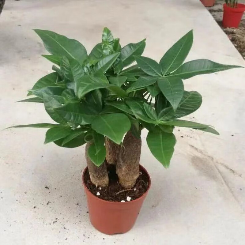 源外园大发财树室内外花卉盆景植物盆栽大树摇钱树花苗客厅大型绿植