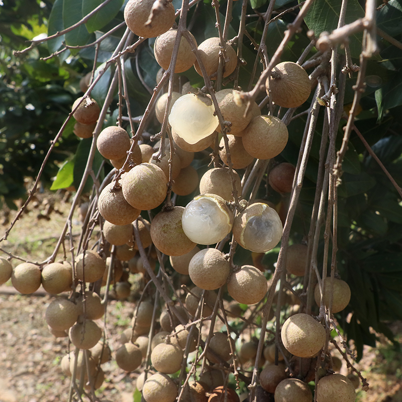 龙眼苗石硖龙眼苗储良龙眼苗四季蜜龙眼苗桂圆龙眼苗 庭院种植 4乃哪