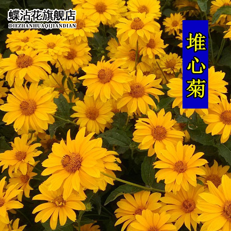 花草种子四季种易活花种子户外耐寒花籽庭院绿化草花种籽 堆心菊种子