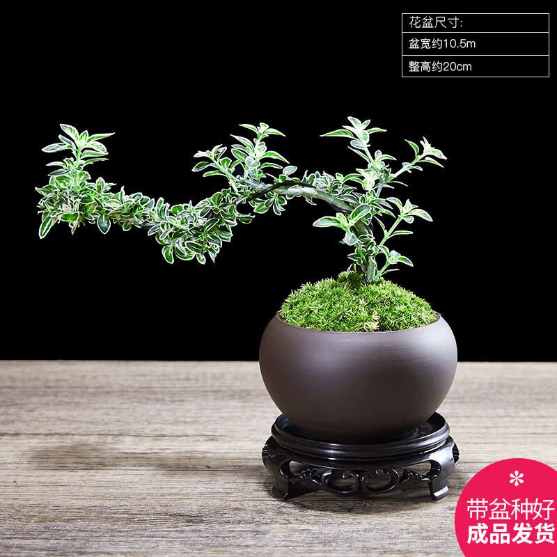 幼薇六月雪盆景白花造型实物禅意老桩桌面盆景带盆栽好艺术小盆栽 六月雪飘枝+紫砂盆+圆形底盘 带盆栽好