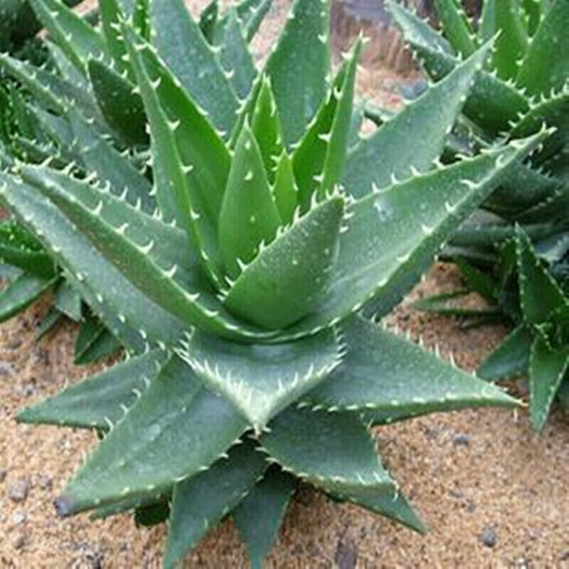 纵观天下盆栽绿植芦荟新鲜芦荟苗植物办公室室内大型芦荟 芦荟库拉索2