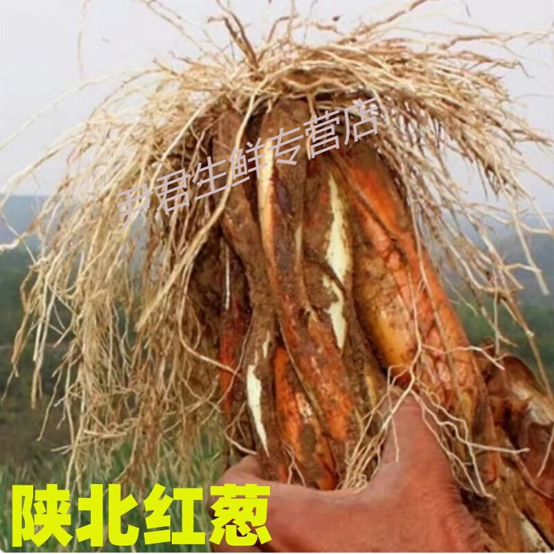 陕北红皮葱 新鲜去根去叶铁锅炖羊肉双头红皮葱去腥调味炖肉炒菜 3斤