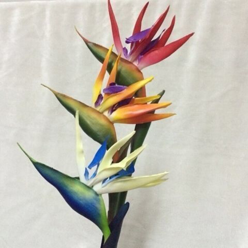 室内天堂鸟盆栽客厅鹤望兰花苗四季开花卉绿植 一串鹤 15-20厘米高】