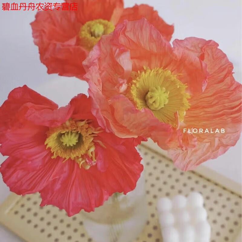 睿格达意大利蜂鸟巨大虞美人花苗盆栽阳台庭院地栽花镜好养易活耐寒花