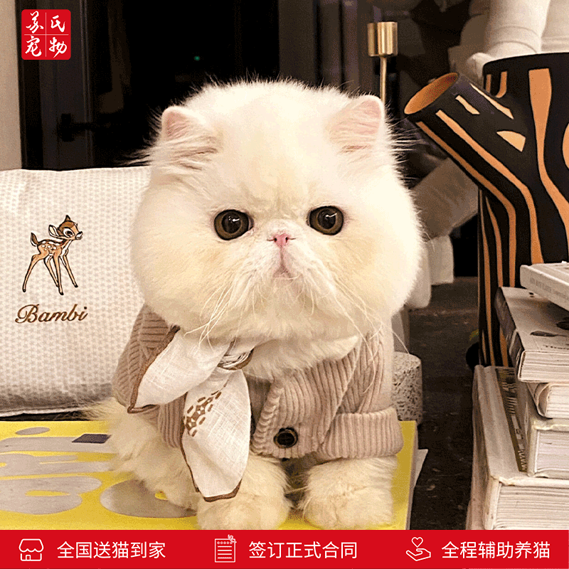 加菲猫活体纯种幼崽异国短毛猫幼猫纯白花色宠物猫咪 【宠物级】加菲