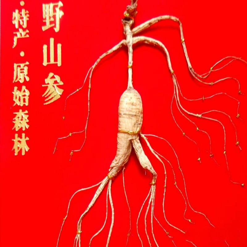 【官方旗舰】东北长白山林下野山参32年人参灵阳参移带证书【优选】