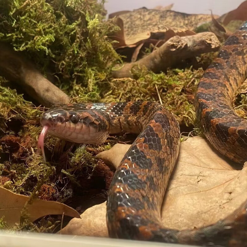 红赤练成体压成,颜色靓丽无毒温顺,大型可上手宠物国产蛇 压成