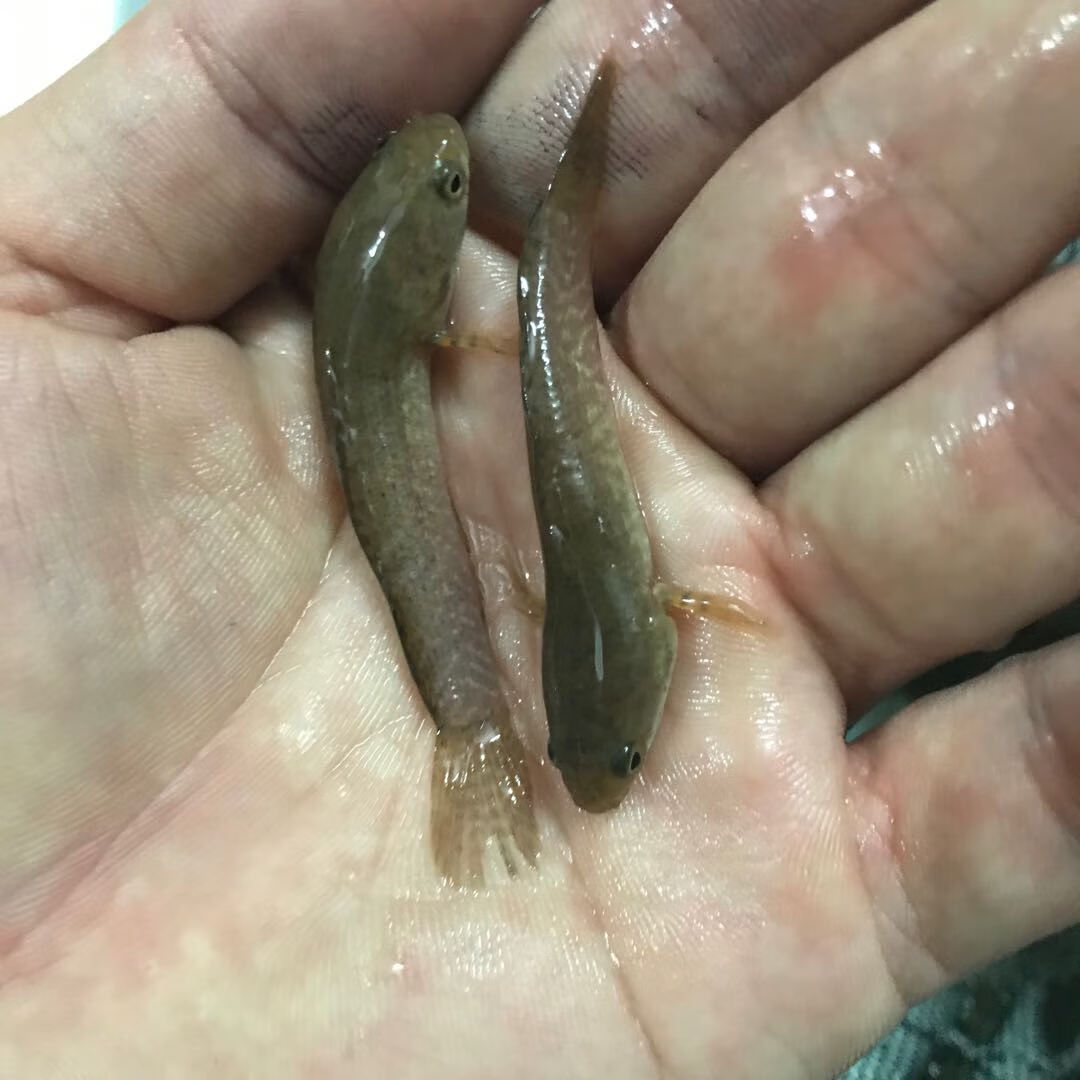 彩虹雷龙鱼 阿萨姆 南鳢冷水鱼七星鱼耐养观赏鱼包活 彩虹雷龙2 3厘米