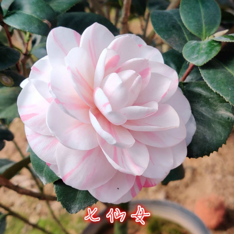 五色赤丹香妃红叶贝拉十八学士盆景盆栽花卉植物 【七仙女】高30-45cm