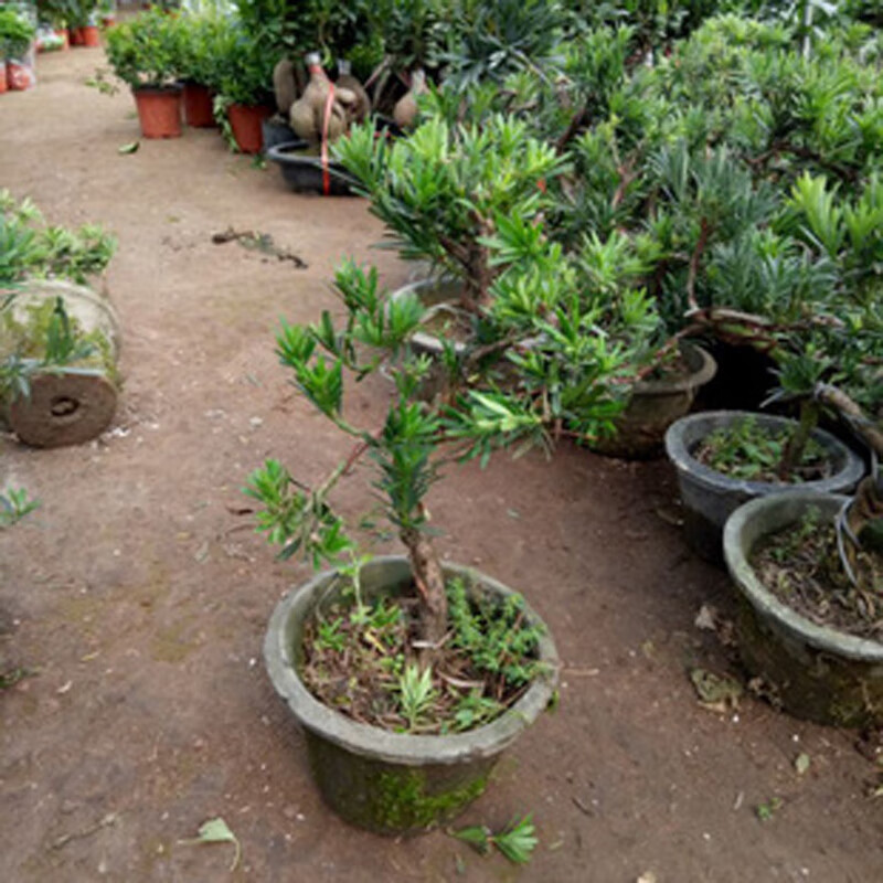 惜林园盆景罗汉松盆栽小叶雀舌黑珍珠绿植花卉室内造型树苗老桩阳台