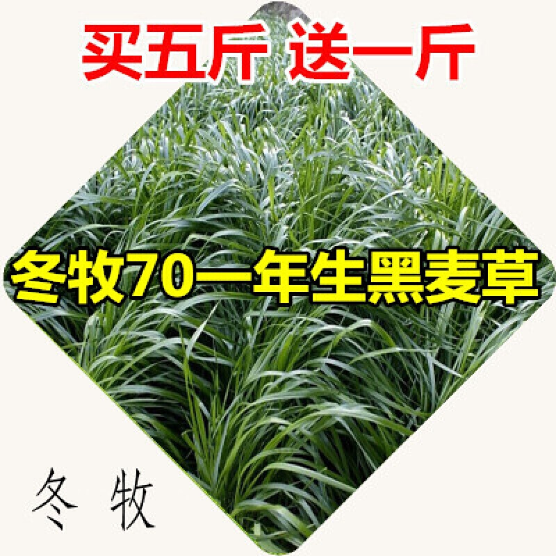元冬牧草巨菌草种子种节巨茎草发电草南北方牧草 养牛羊 冬牧70一年生