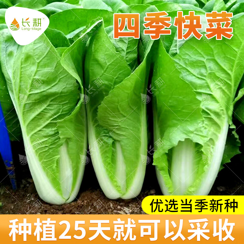 長耕四季快菜種子速生奶油小白菜種籽春夏秋四季播蔬菜青菜種孑陽臺 夏播熱得快100克/25天左右采收