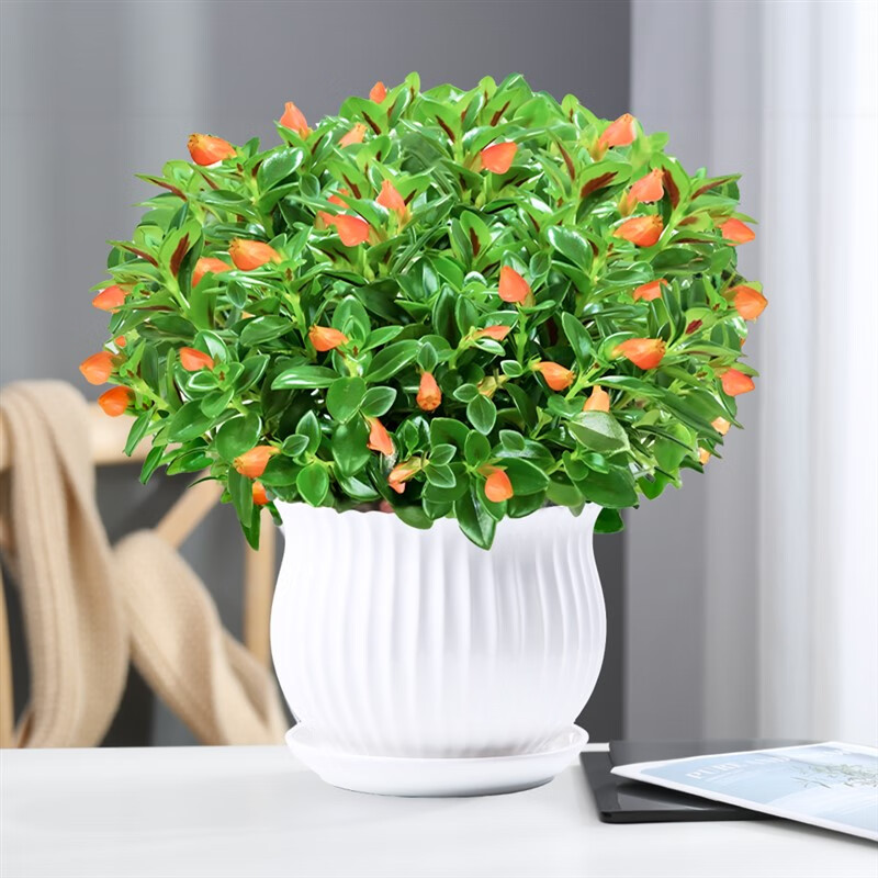 舞姿舞姿金鱼花吊兰金盆栽金鱼花带花苞室内四季常青绿植花卉四季开花