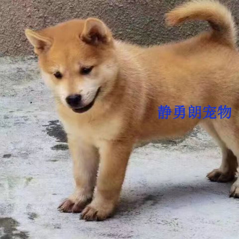 荣郁 黄狗土狗中华活体农村田园犬便宜本地狼青 田园级 黄狗 母