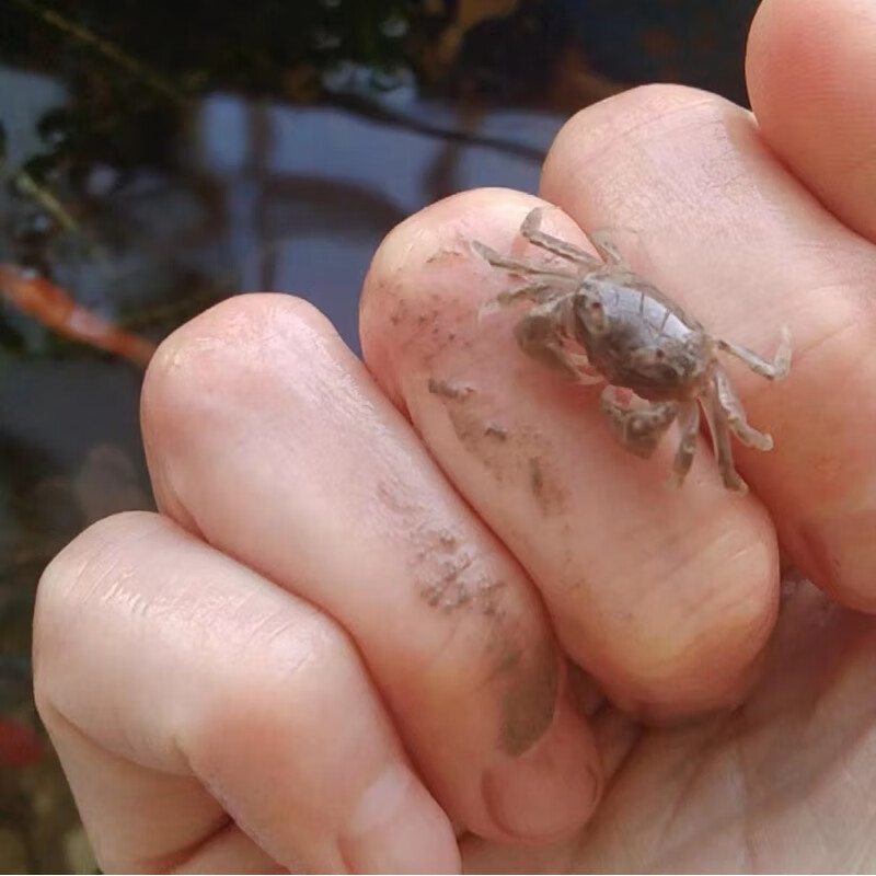 迷你豆豆蟹7只送2只防损送蟹粮