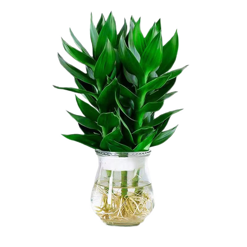 查看绿植盆栽历史价格的App|绿植盆栽价格走势