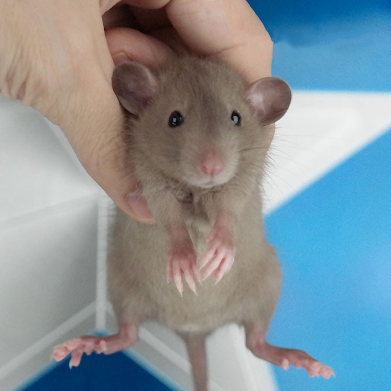 花枝鼠活体幼崽家养温顺高智商小型宠物鼠活物可爱亲人 咖啡色飞象耳