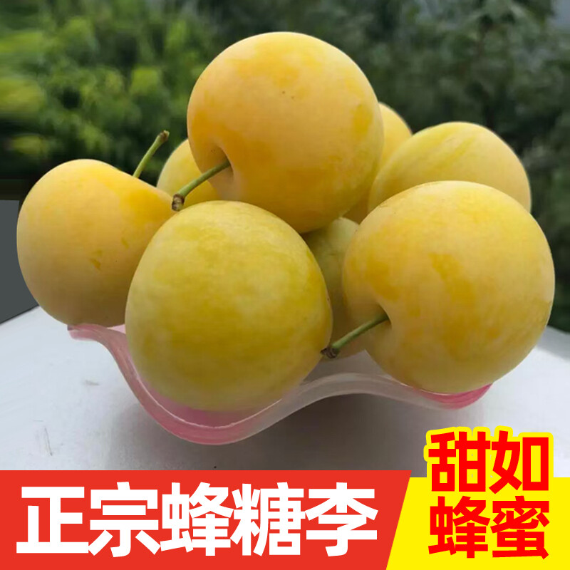 桃李村蜂糖李子新鲜水果青脆冰糖李大果现摘纯甜 5斤大果
